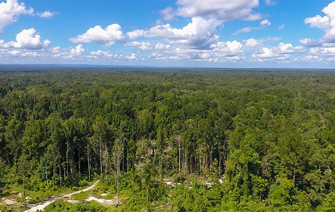 HUTAN ADALAH MAMA, MERESPON JERITAN HATI RAKYAT PAPUA DALAM MENJAGA ALAM-NYA