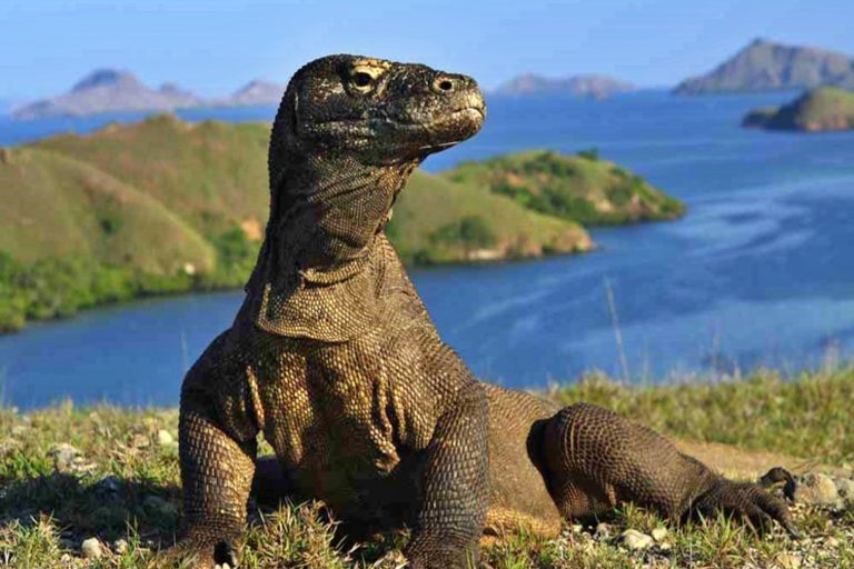 Kementerian Kehutanan Tegaskan Kepatuhan Hukum dalam Rencana Pembangunan Resort di Pulau Padar, TN Komodo