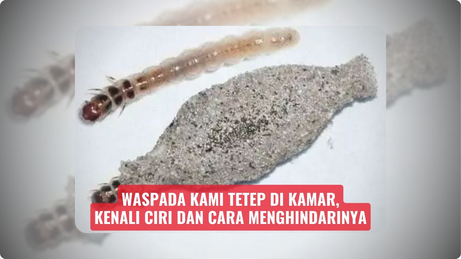 Waspada Kami Tetep di Kamar, Kenali Ciri dan Cara Menghindarinya