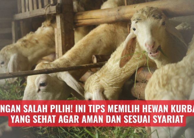 Jangan Salah Pilih! Ini Tips Memilih Hewan Kurban yang Sehat Agar Aman dan Sesuai Syariat