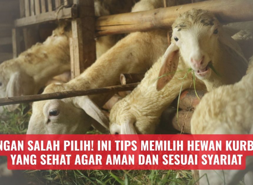 Jangan Salah Pilih! Ini Tips Memilih Hewan Kurban yang Sehat Agar Aman dan Sesuai Syariat