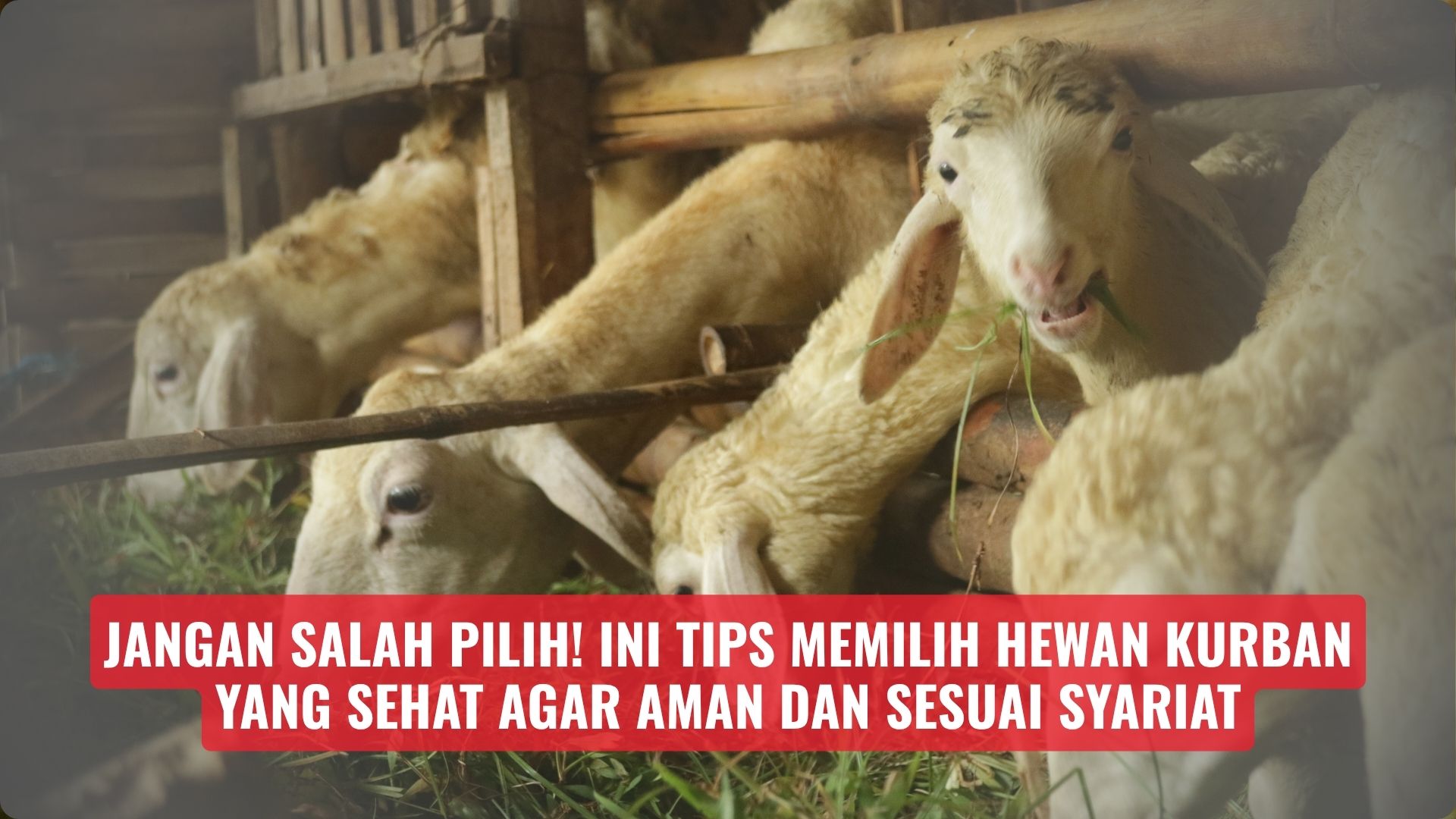 Jangan Salah Pilih! Ini Tips Memilih Hewan Kurban yang Sehat Agar Aman dan Sesuai Syariat
