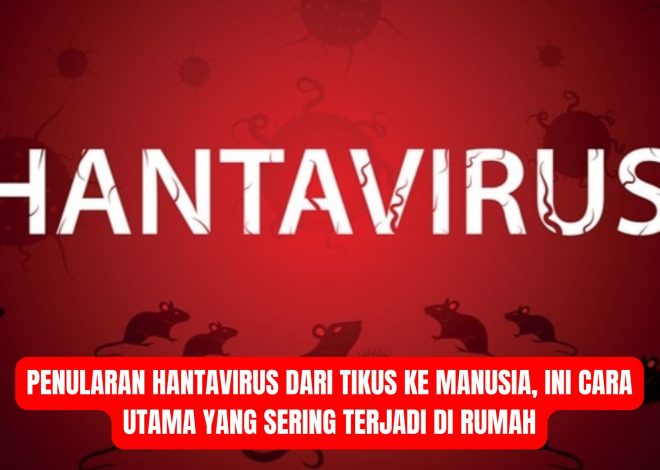 Penularan Hantavirus dari Tikus ke Manusia, Ini Cara Utama yang Sering Terjadi di Rumah