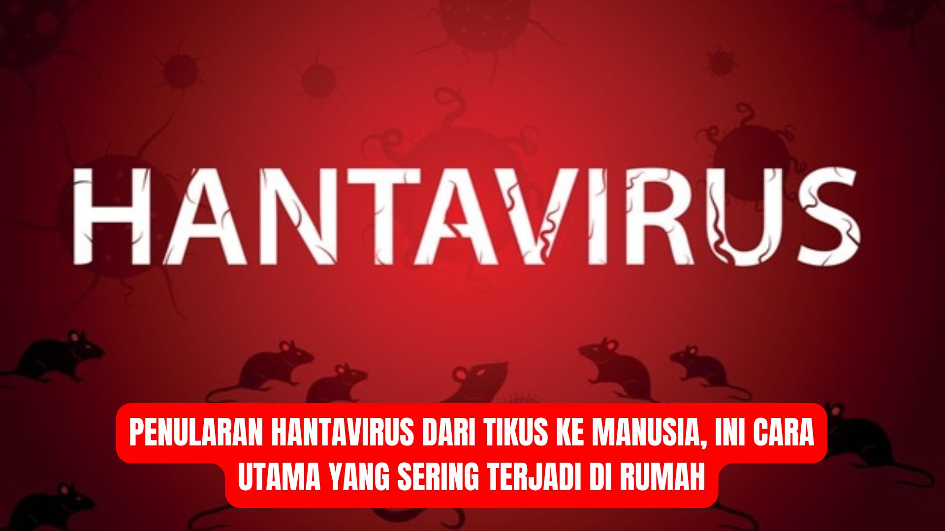 Penularan Hantavirus dari Tikus ke Manusia, Ini Cara Utama yang Sering Terjadi di Rumah