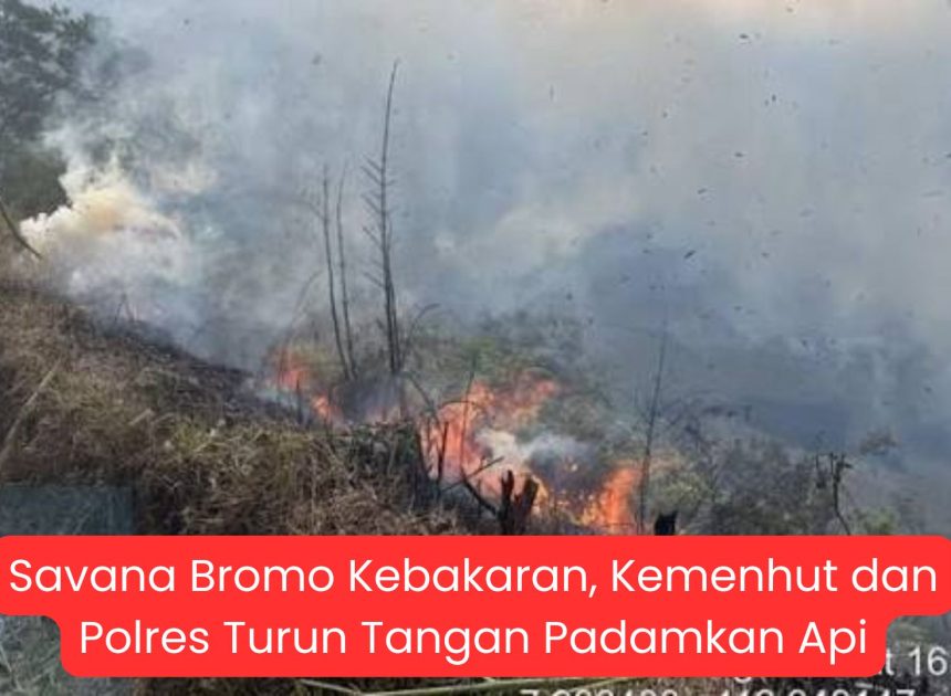 Savana Bromo Kebakaran, Kemenhut dan Polres Turun Tangan Padamkan Api