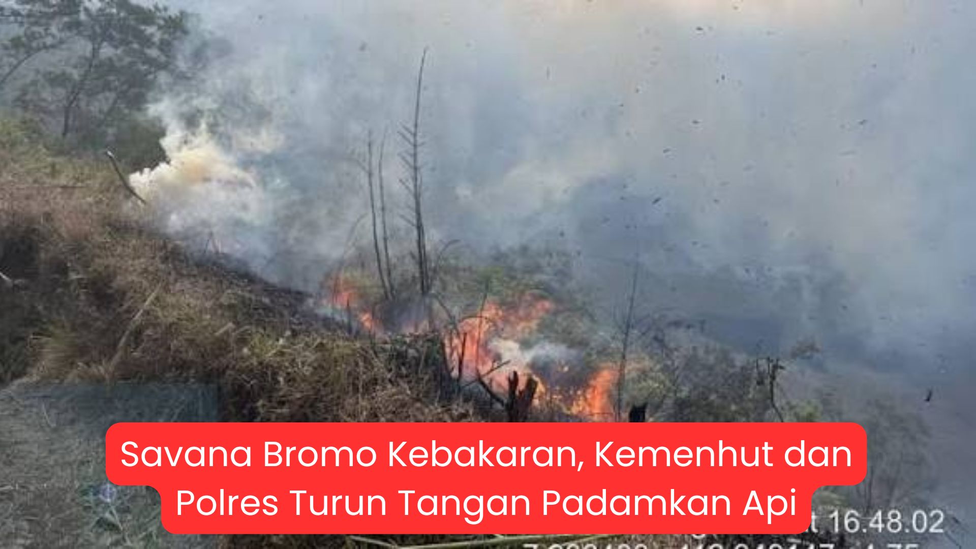 Savana Bromo Kebakaran, Kemenhut dan Polres Turun Tangan Padamkan Api